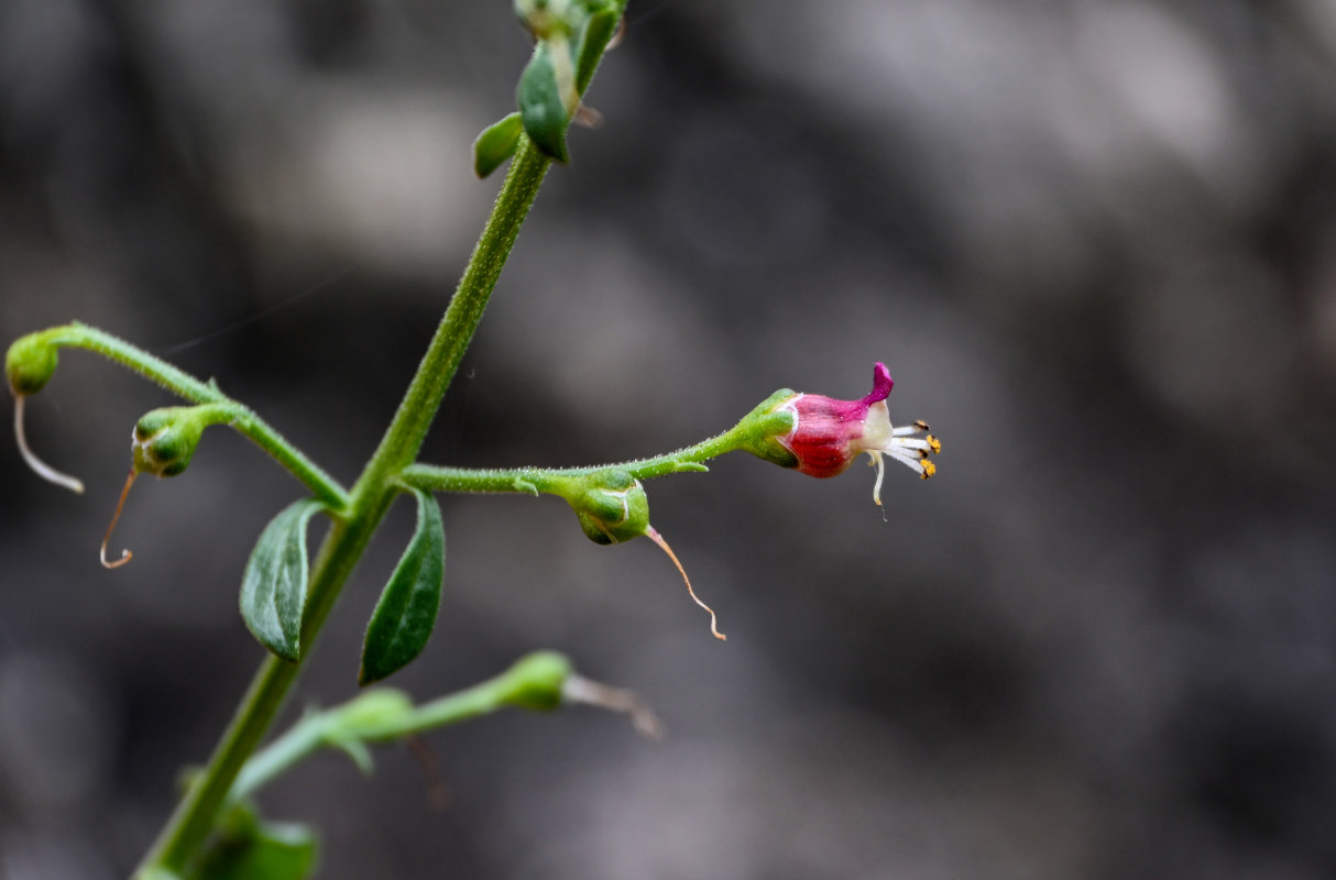 Изображение особи Scrophularia rupestris.