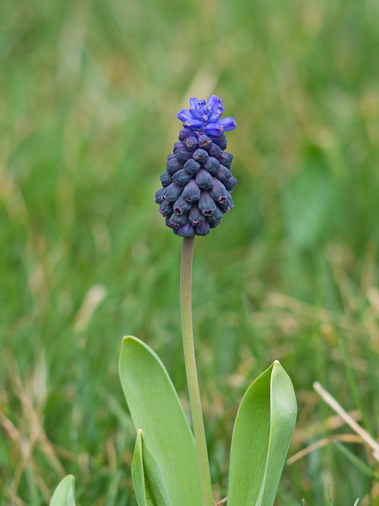 Изображение особи Muscari latifolium.