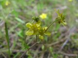 Ranunculus reptans