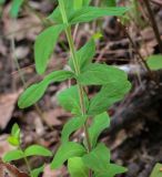 genus Hypericum