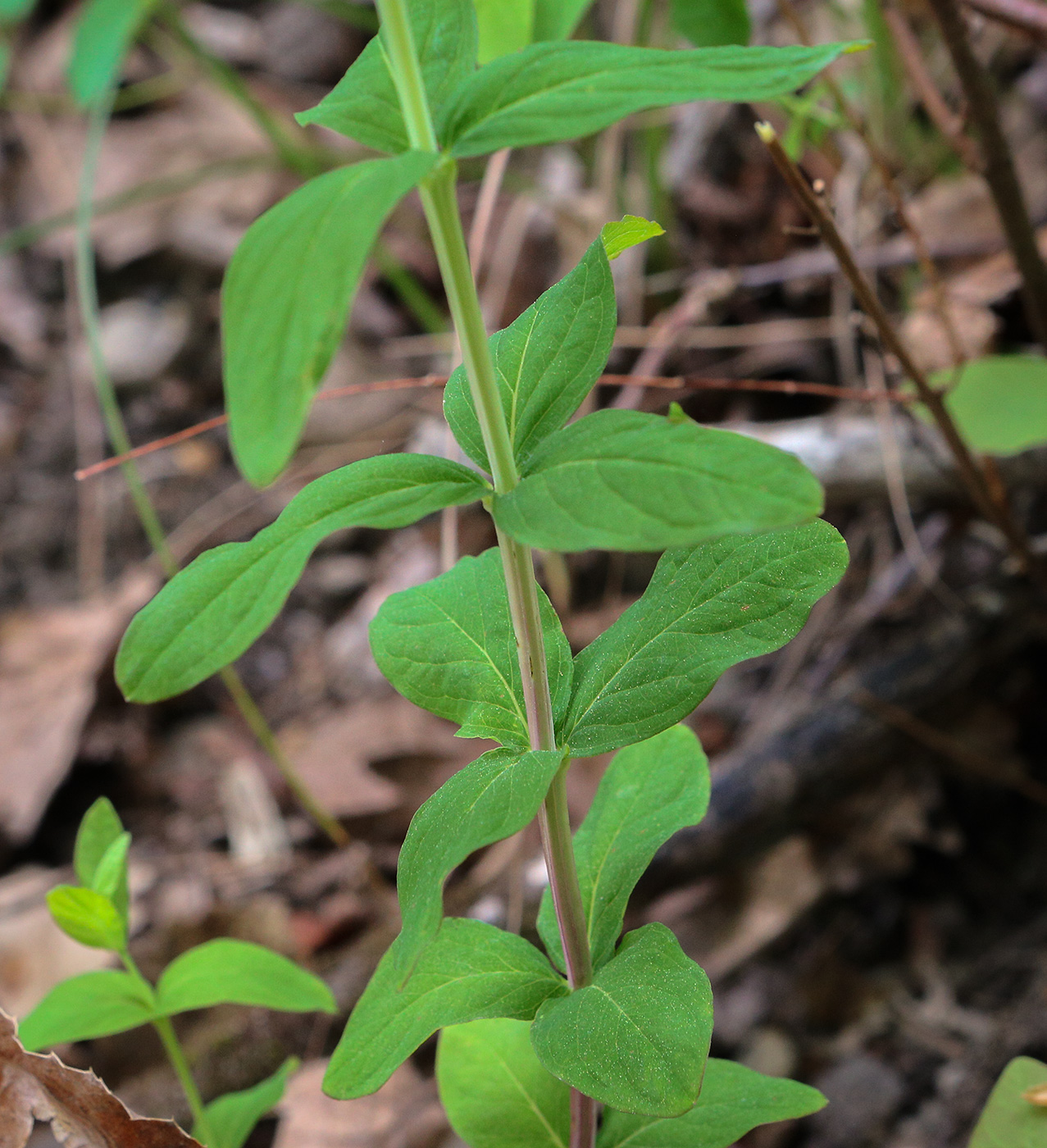 Image of genus Hypericum specimen.