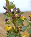 Eremostachys tuberosa