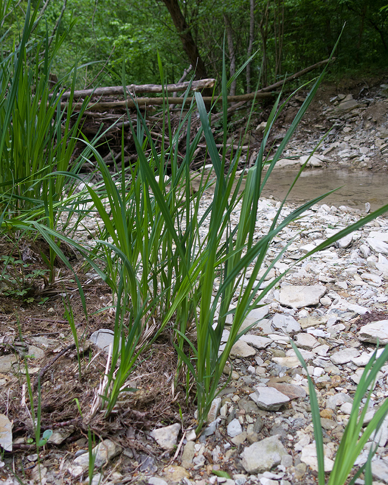 Изображение особи Carex acutiformis.