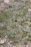 Смотреть изображение Fritillaria meleagroides