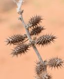 Xanthium orientale