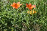 Lilium pensylvanicum