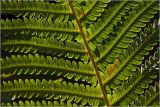 Matteuccia struthiopteris