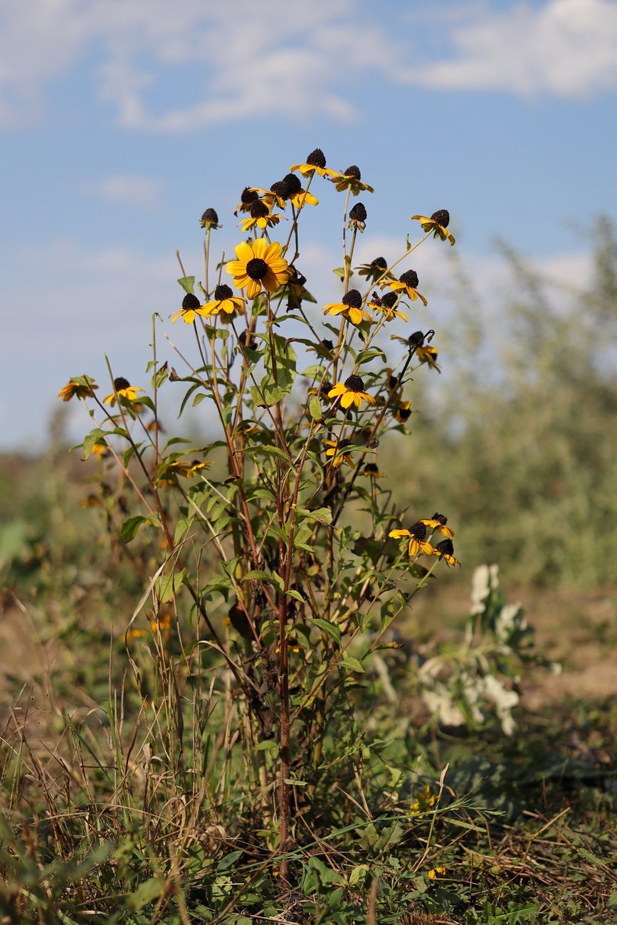Image of Rudbeckia triloba specimen.
