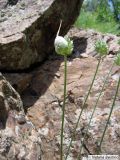 Allium filidens