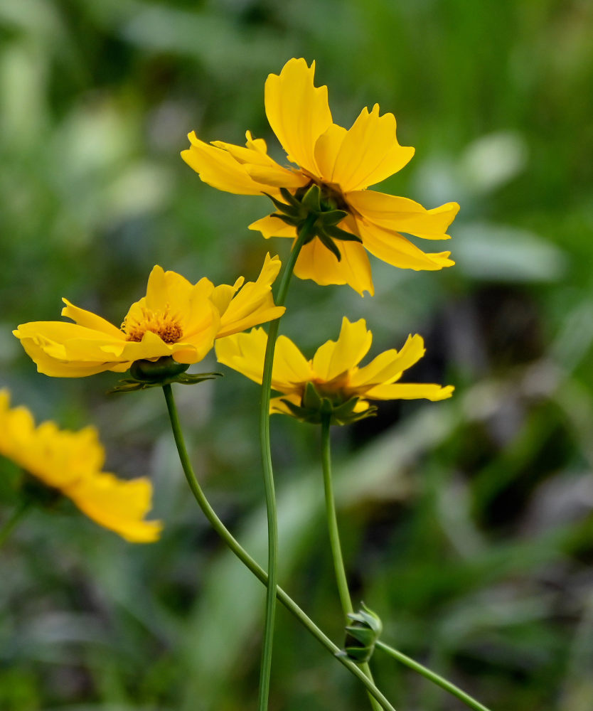 Изображение особи Coreopsis grandiflora.