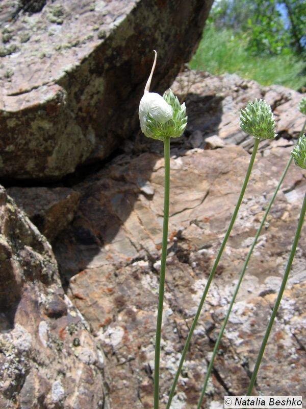 Image of Allium filidens specimen.