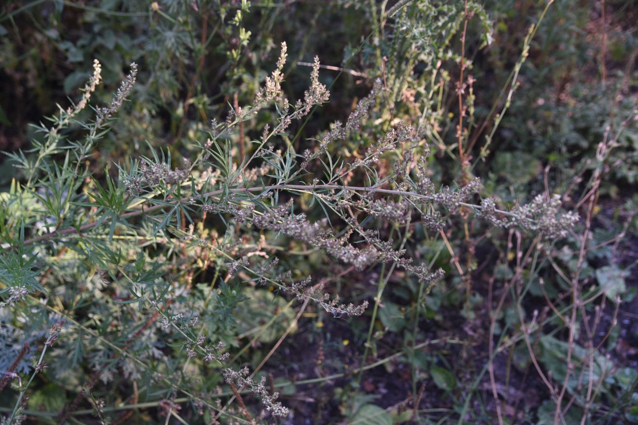 Image of Artemisia vulgaris specimen.