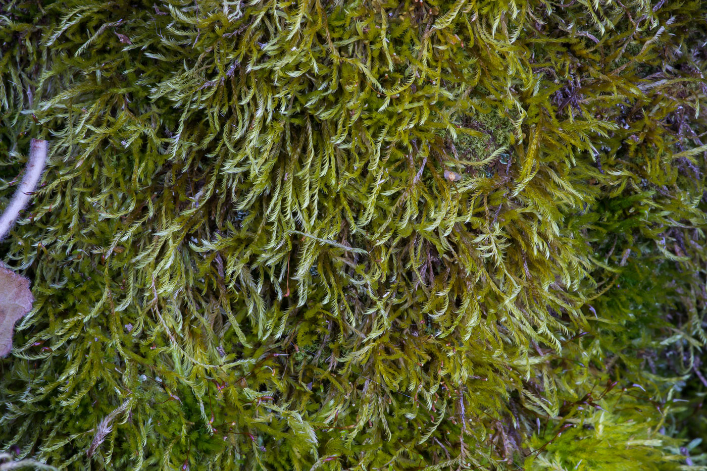 Изображение особи Callicladium haldanianum.