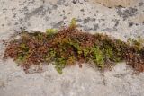 Adiantum capillus-veneris