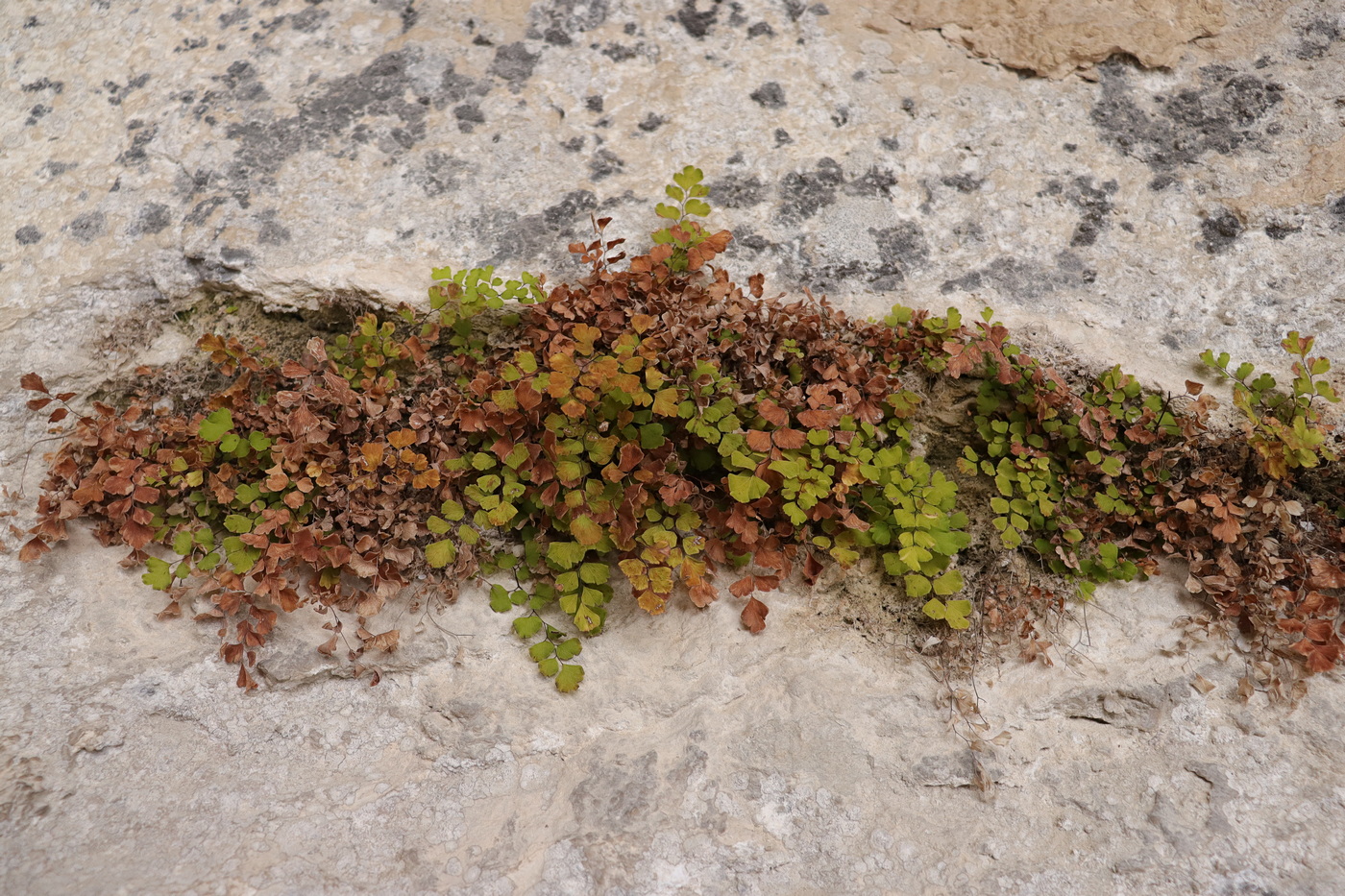 Image of Adiantum capillus-veneris specimen.