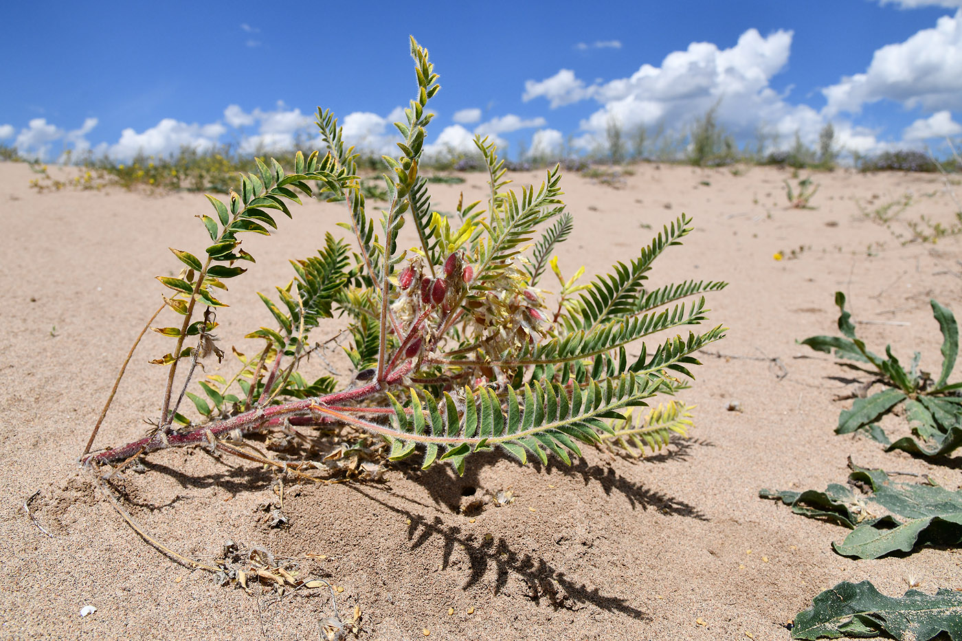 Изображение особи Astragalus rubtzovii.