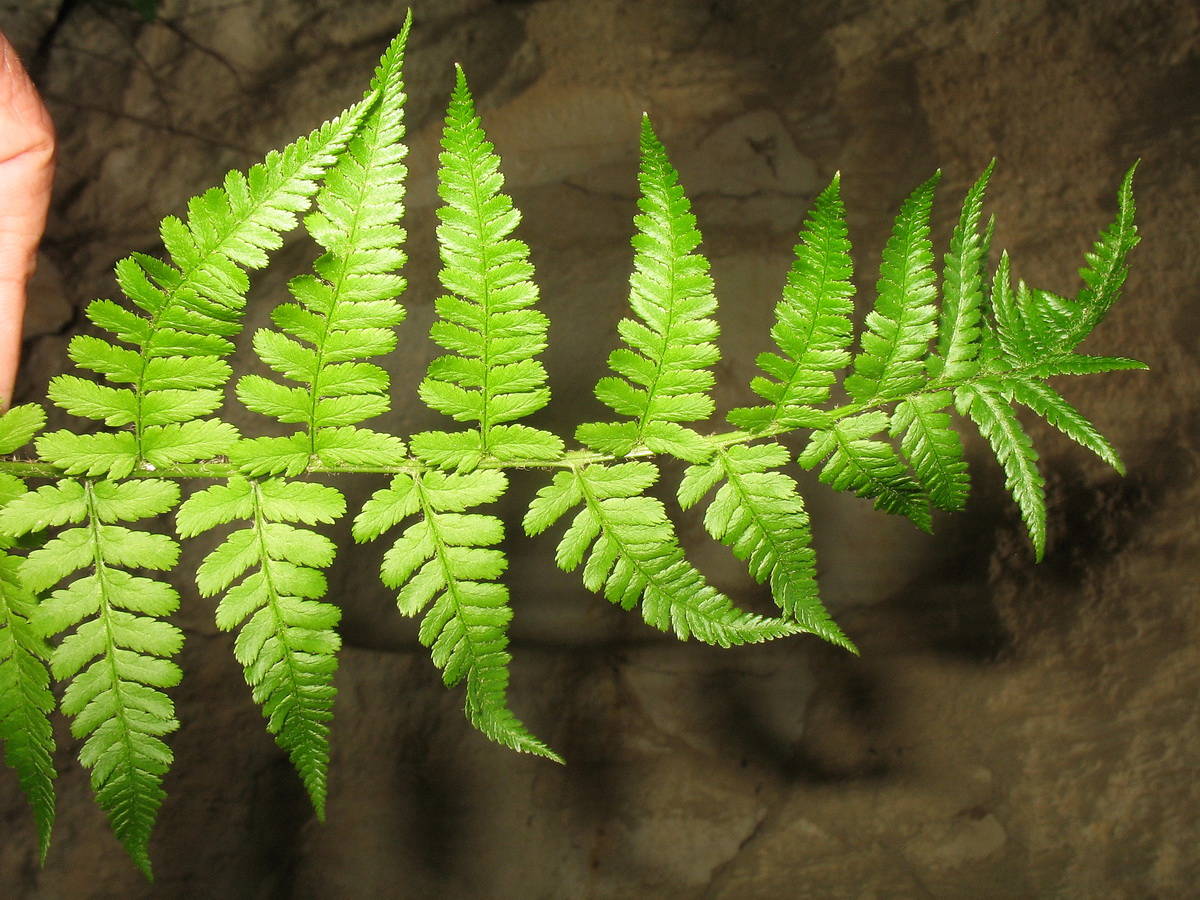 Image of Dryopteris barbigera specimen.