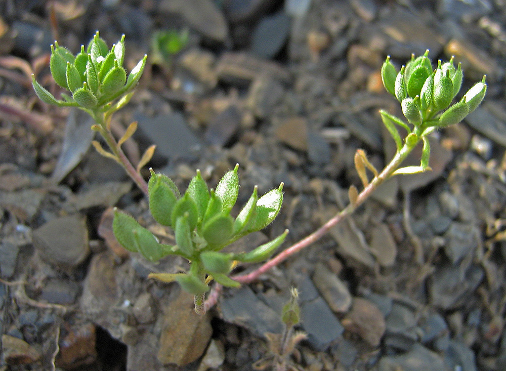 Image of Alyssum umbellatum specimen.