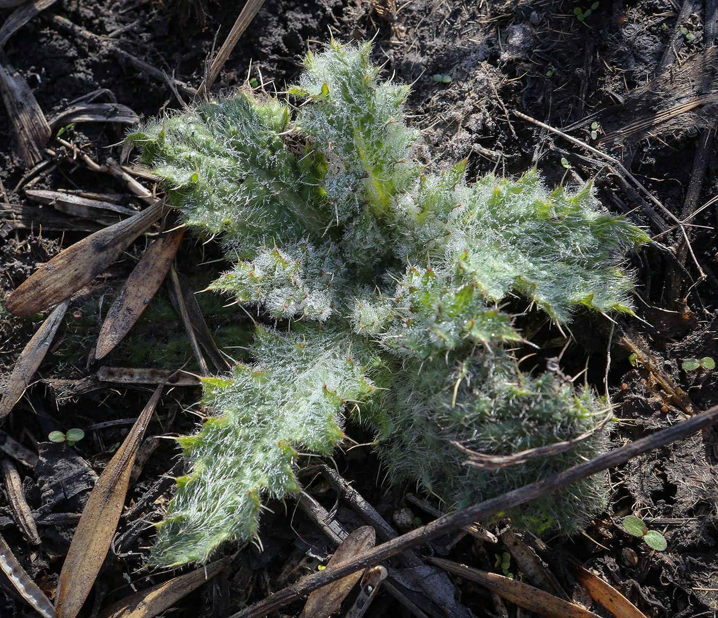 Image of familia Asteraceae specimen.