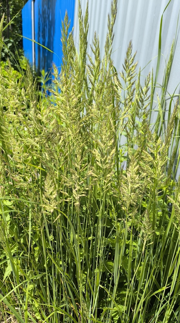 Image of Calamagrostis epigeios specimen.