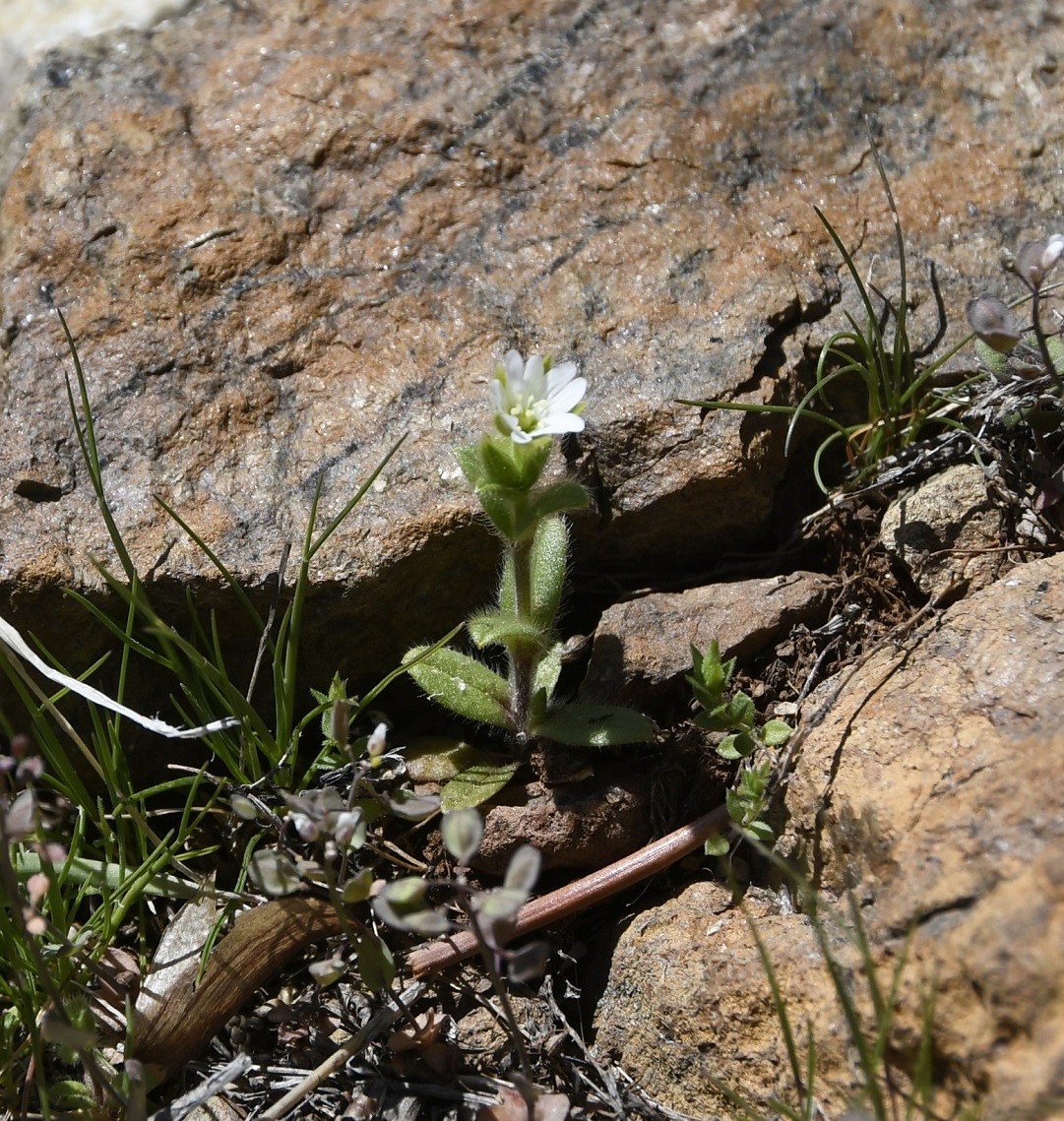 Image of Cerastium brachypetalum ssp. roeseri specimen.