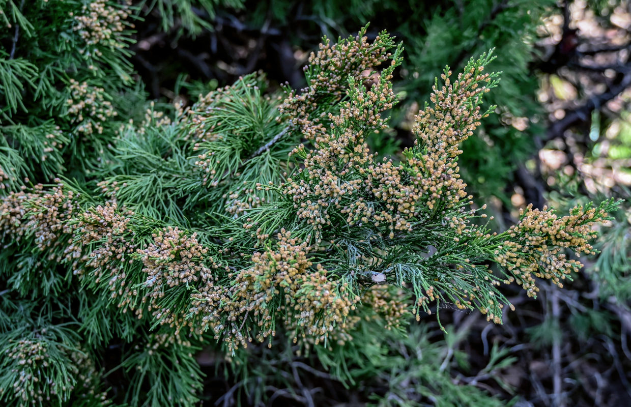 Image of Juniperus virginiana specimen.