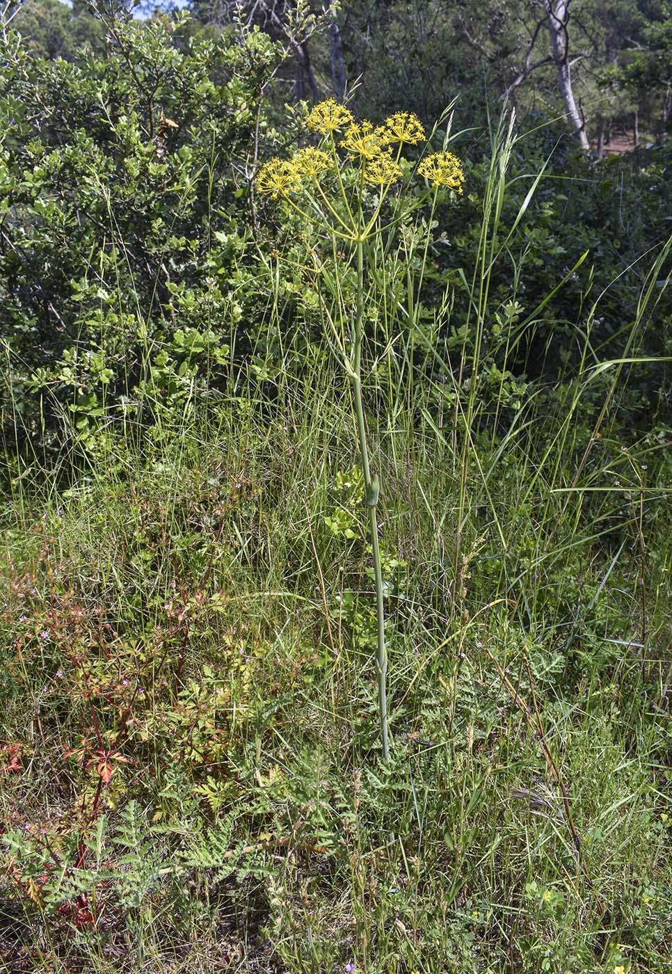 Image of Thapsia villosa specimen.