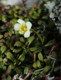 View full-size image Diapensia obovata