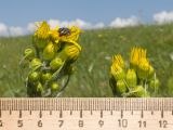Tephroseris subfloccosa. Развивающиеся корзинки. Карачаево-Черкесия, Зеленчукский р-н, гора Джангур, ≈ 1500 м н.у.м., субальпийский луг. 04.06.2025.