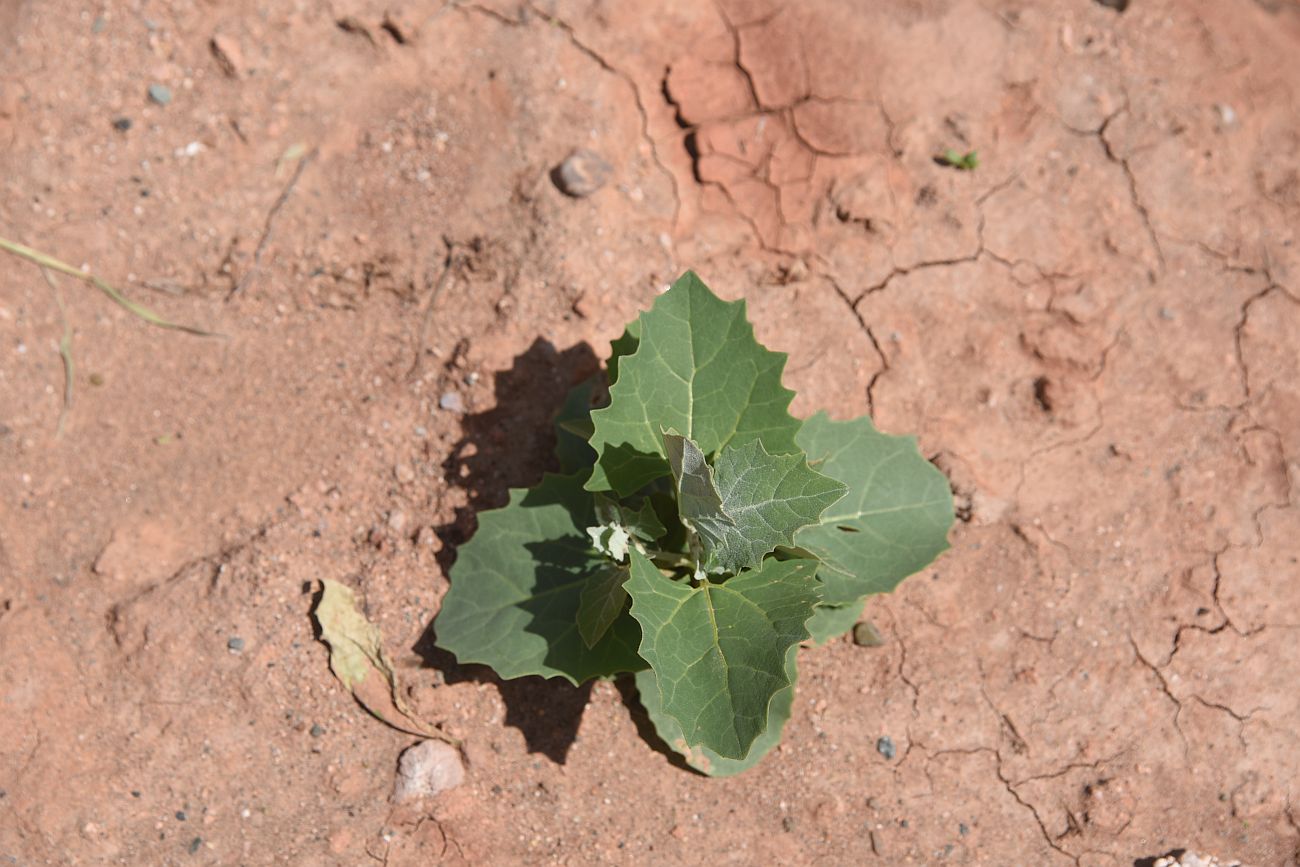 Image of genus Atriplex specimen.