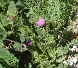 genus Carduus
