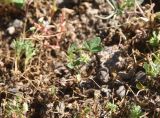 род Trifolium