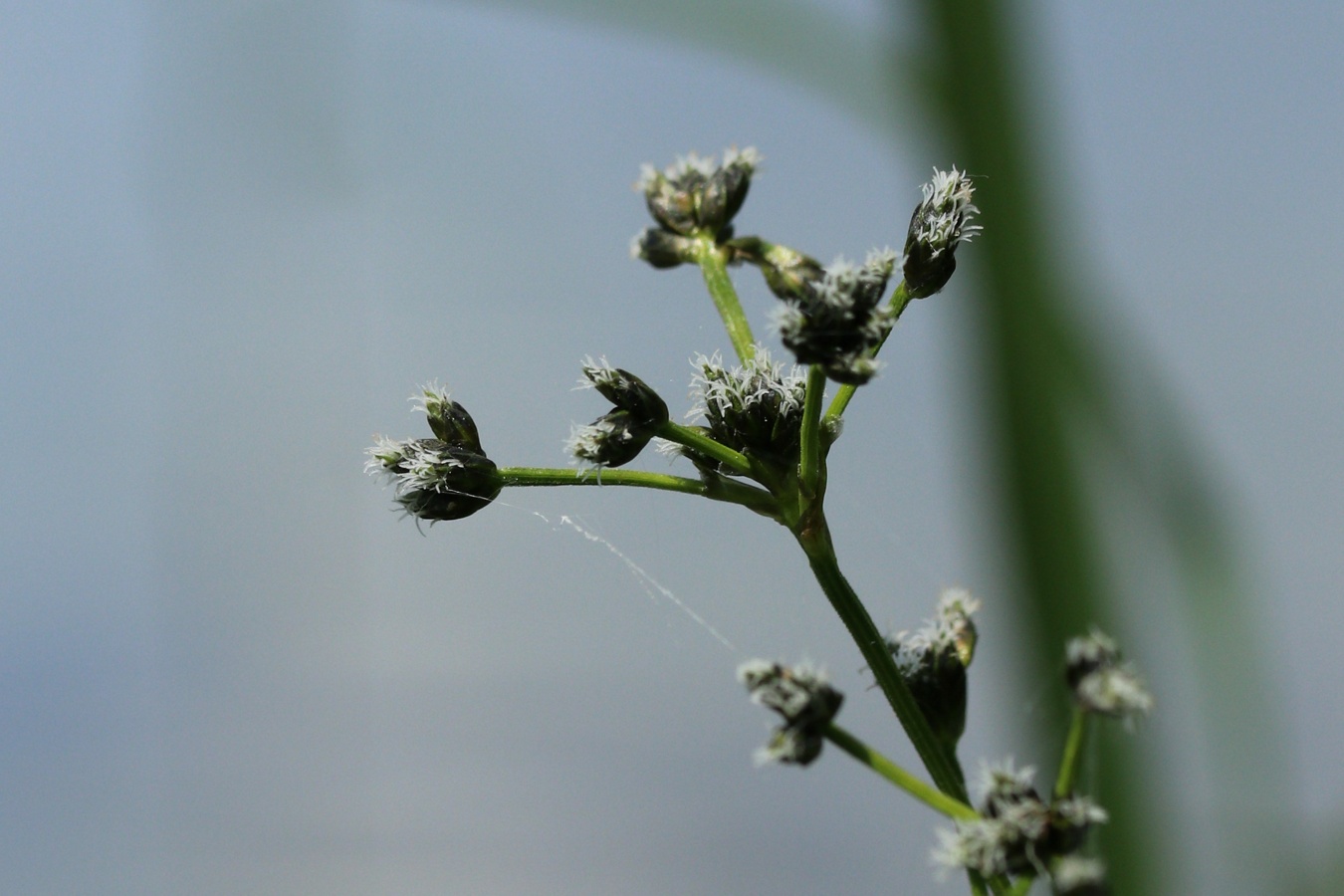 Изображение особи Scirpus sylvaticus.