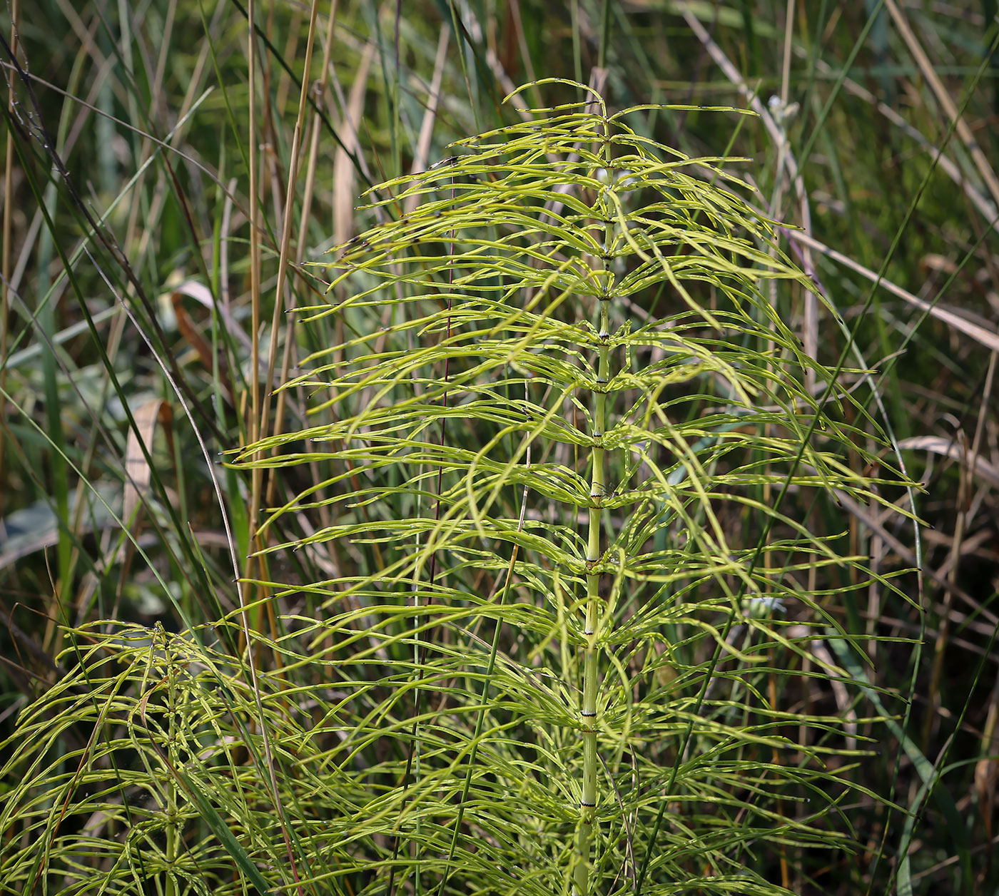 Изображение особи Equisetum pratense.
