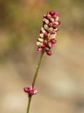Persicaria viscosa. Верхушка побега с соцветиями. Приморский край, Октябрьский р-н, окр. с. Чернятино, дол. р. Раздольная на левом берегу, пойма, на галечниково-песчаных отложениях. 08.09.2025.