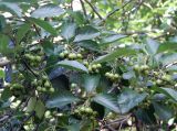 Crataegus chrysocarpa var. rotundifolia