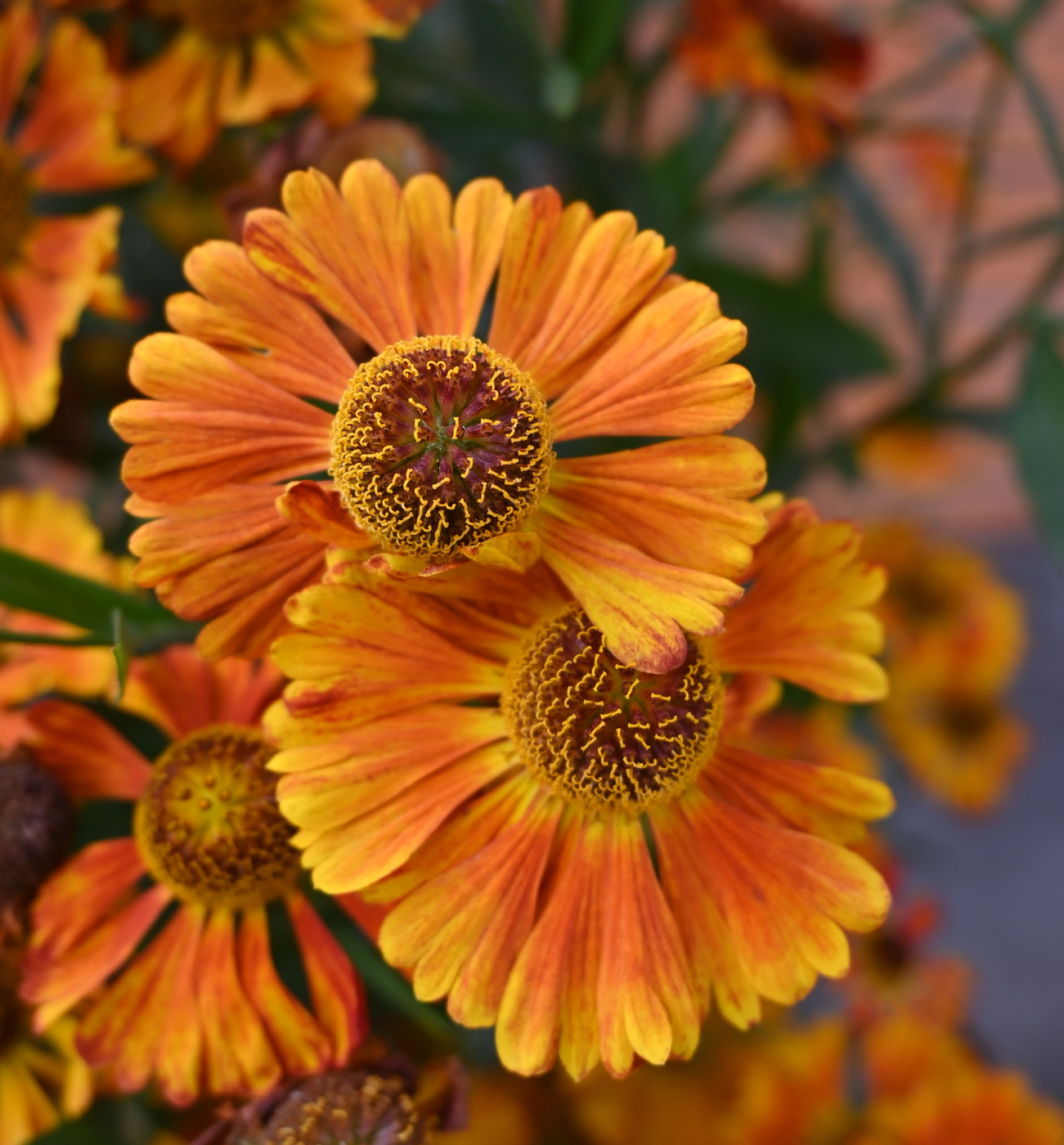 Image of familia Asteraceae specimen.