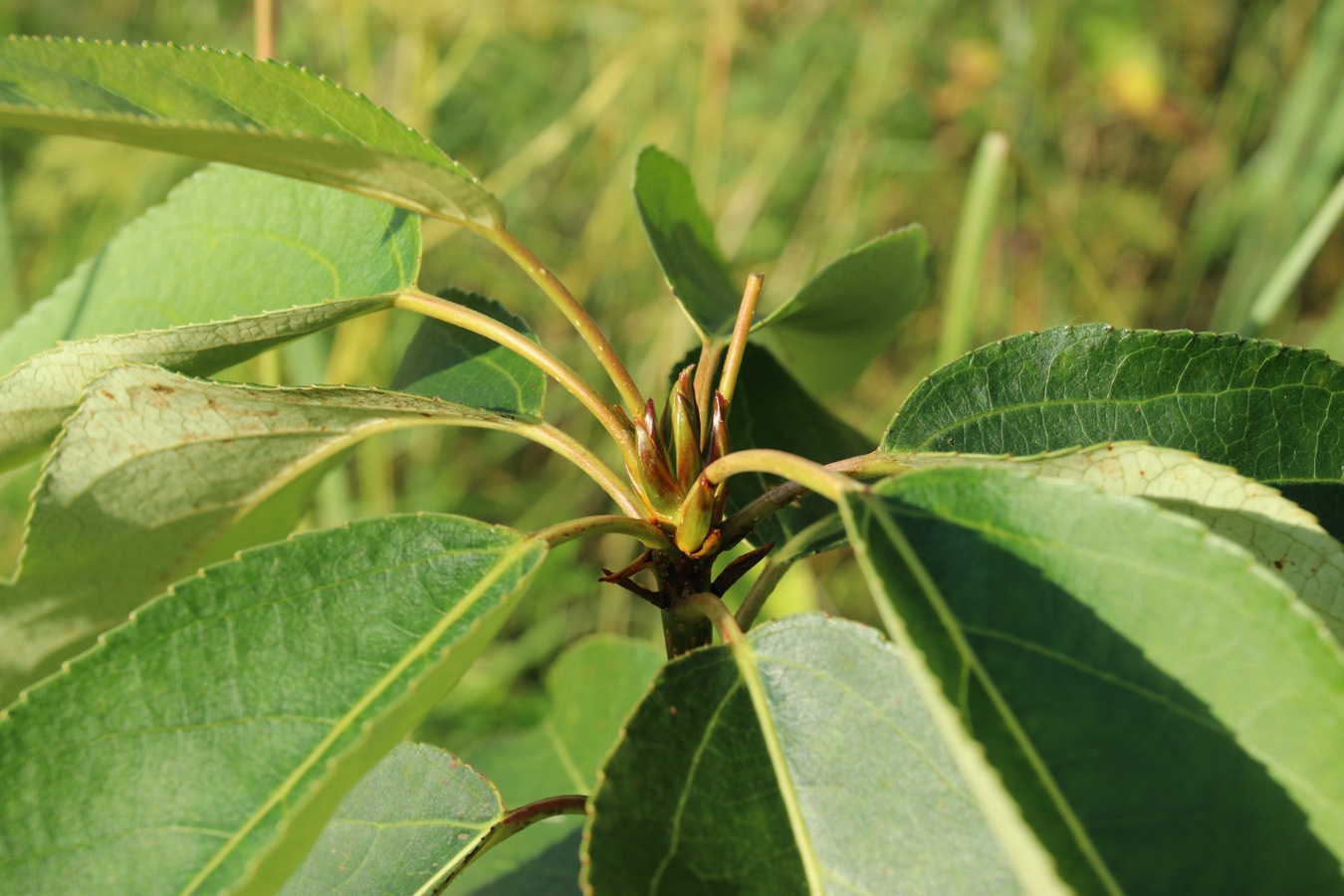 Image of genus Populus specimen.