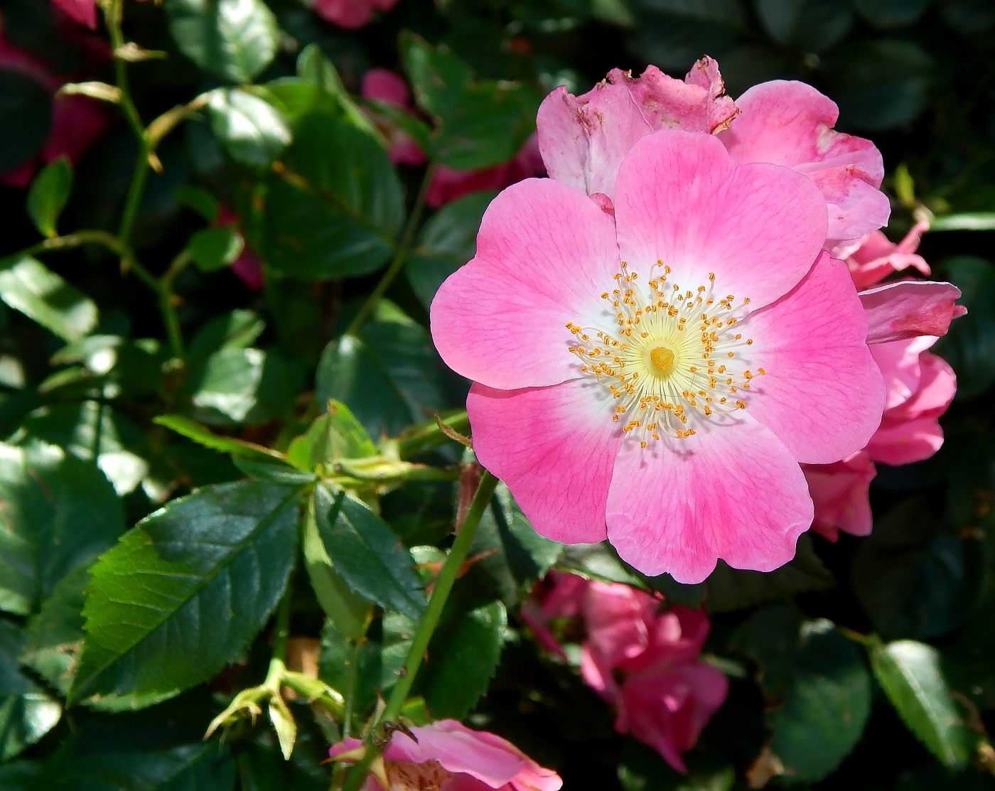 Изображение особи род Rosa.