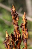 Hypopitys monotropa. Верхушки соплодий. Беларусь, Витебская обл., окр. дер. Сурмино, бруснично-зеленомошный мелколиственно-сосново-еловый лес. 12.08.2025.