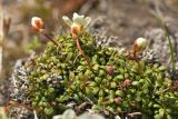 Diapensia obovata. Цветущее растение. Камчатский край, Мильковский р-н, Ганальский хр., северное подножие вулкана Бакенинг, южный берег оз. Башмачок (Сусликовое), ≈ 1130 м н.у.м., горная тундра. 30.06.2025.