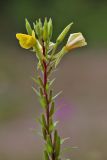 Oenothera rubricaulis