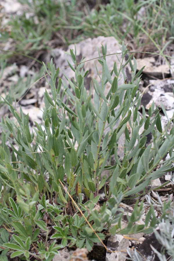 Изображение особи Genista humifusa.