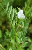 Vicia angustifolia