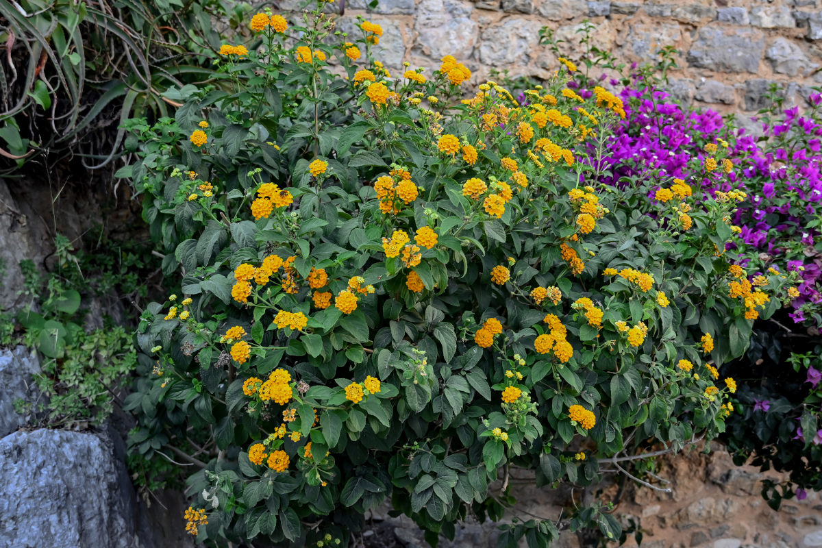 Image of Lantana &times; strigocamara specimen.