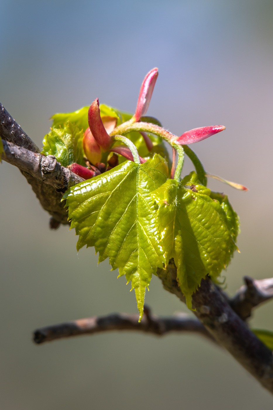 Image of Tilia amurensis specimen.