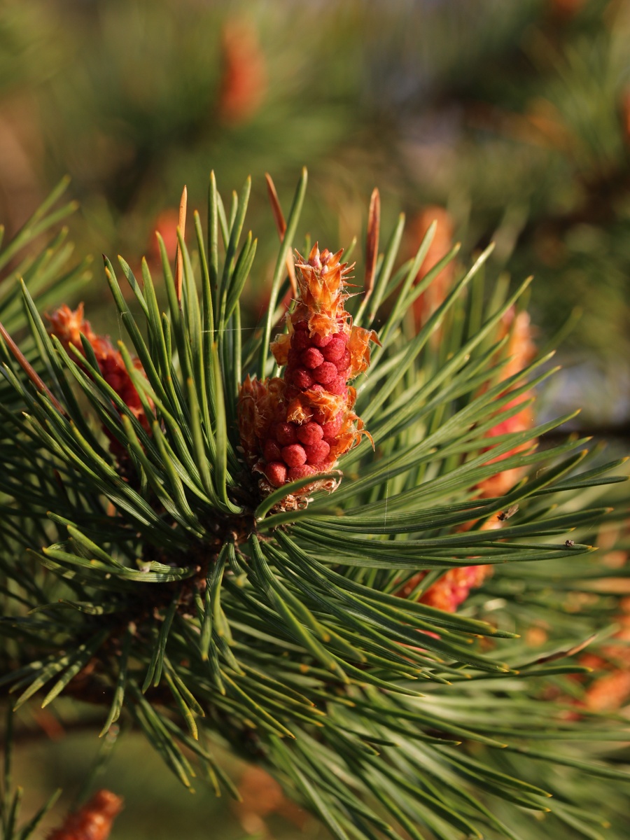 Image of Pinus sylvestris specimen.