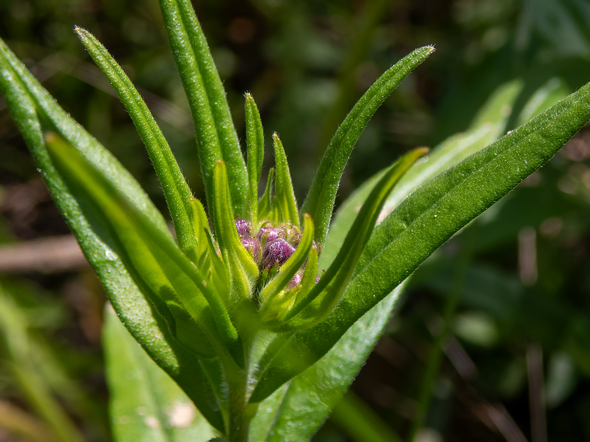 Image of Aegonychon purpurocaeruleum specimen.