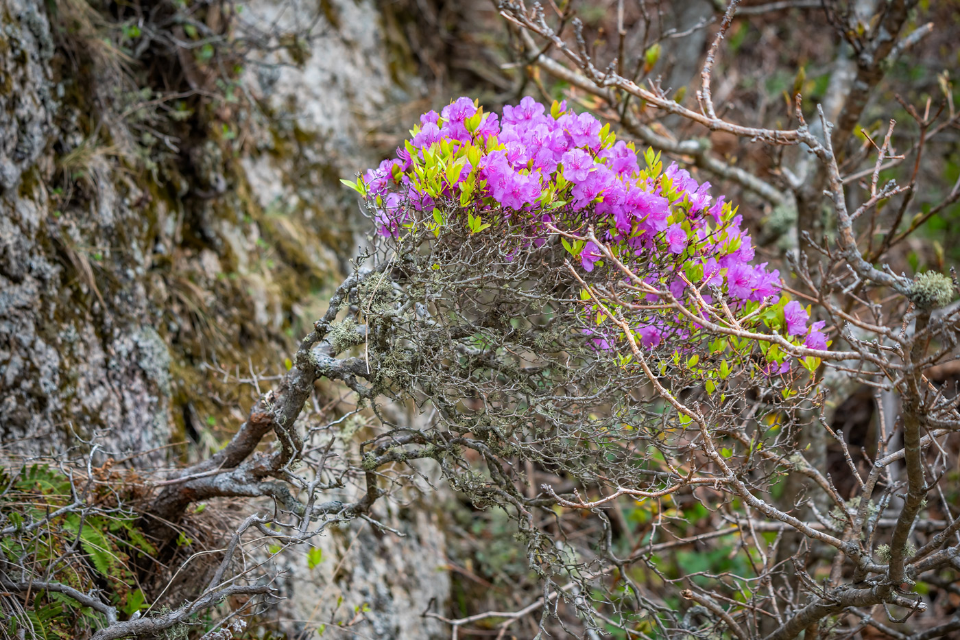 Изображение особи Rhododendron mucronulatum.