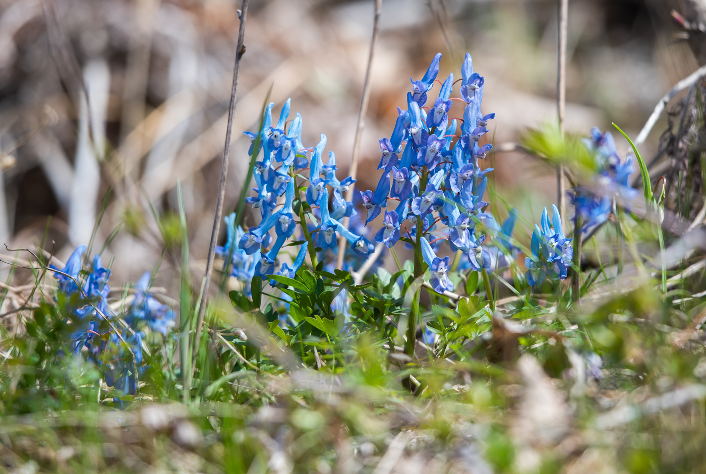 Изображение особи Corydalis ambigua.